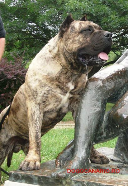 canisa presa canario