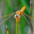 Scarlet Dragonfly; Libélula Escarlata