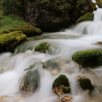 Un rumore del bosco di 