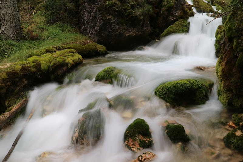 Un rumore del bosco di MauroV