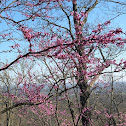 Redbud tree