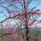 Redbud tree