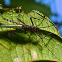 Stick Insect, Phasmid