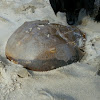 Horseshoe crab