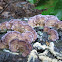 Violet-toothed Polypore