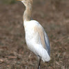 Cattle Egret