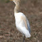 Cattle Egret