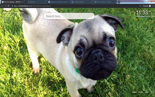 Pugs Wallpapers new tabs