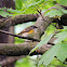 American Redstart