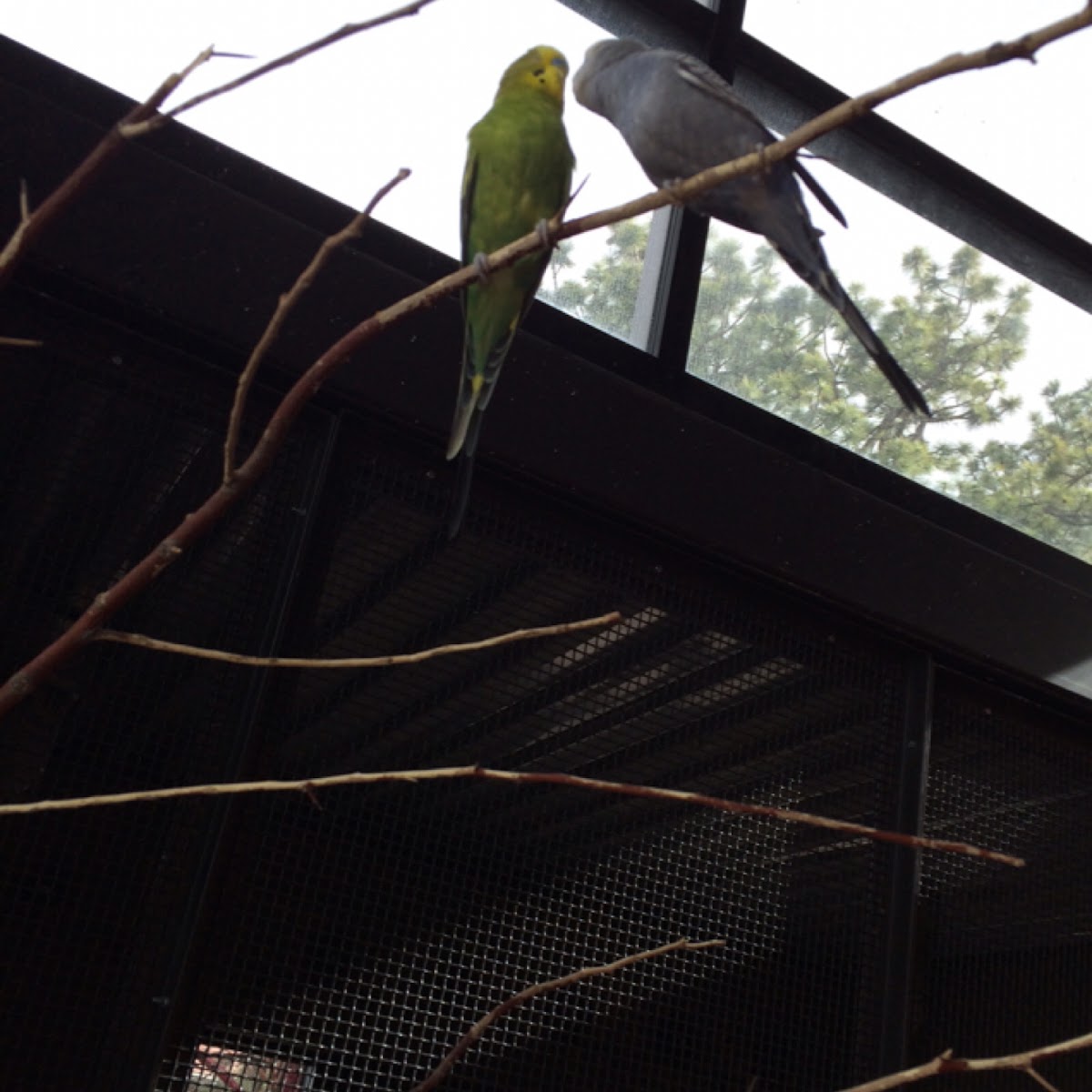 Budgeridars