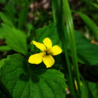 Downy Yellow Violet