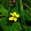 Downy Yellow Violet