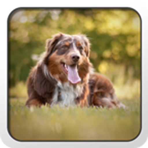 Australian Shepherd Theme 個人化 App LOGO-APP開箱王