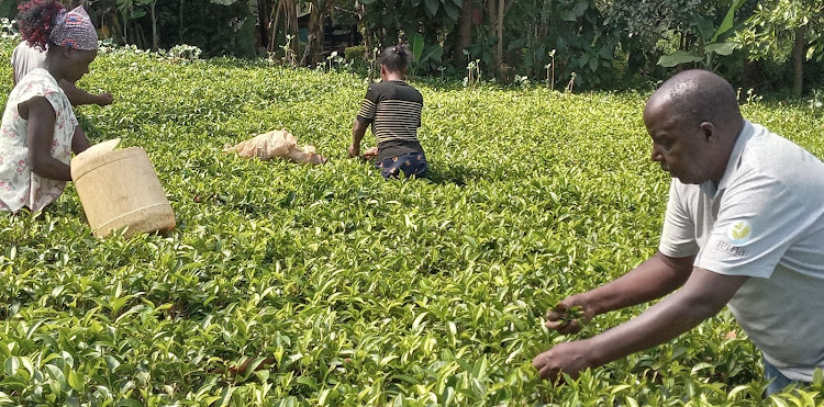 Tea farmers in working their farm in Kelonget village in Bomet Central Subcounty