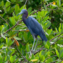 Garza azul (Little blue heron)