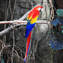 Scarlet macaw