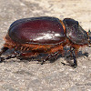 Rhinocerus Beetle