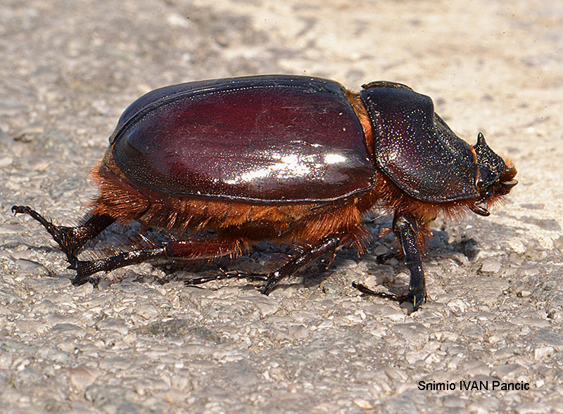 Rhinocerus Beetle