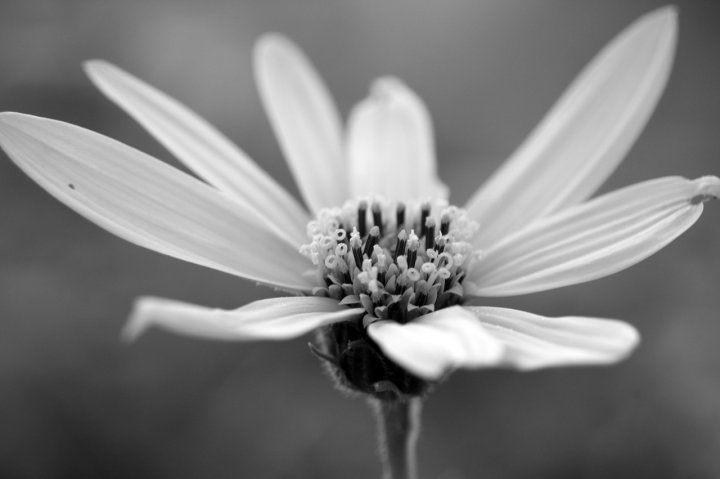 FIORE DI CAMPO GIALLO di GASUZI