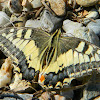 Old World swallowtail (Μαχάωνας)