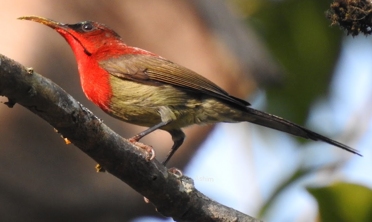 Crimson sunbird,male