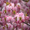 Beautiful Pink Flower