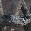 Lichen