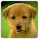 Dogs Memory Game Free icon