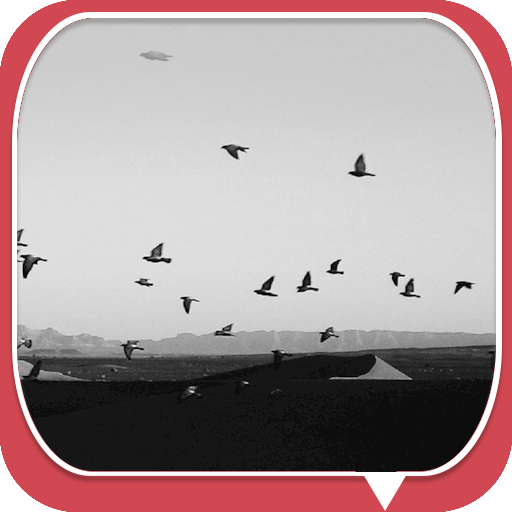 Black Image about Birds Theme 個人化 App LOGO-APP開箱王