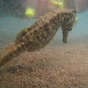 Estuary seahorse