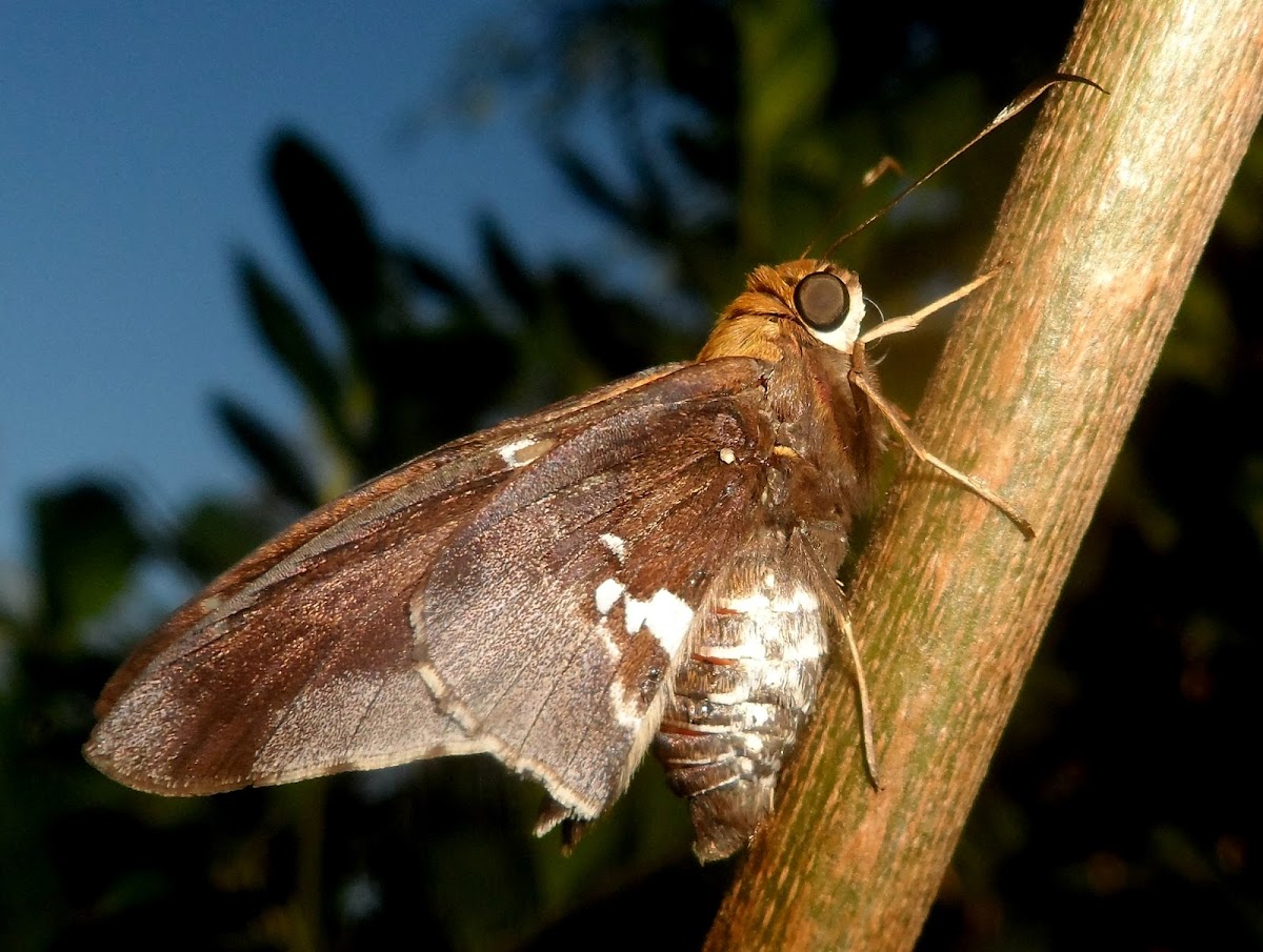 Silver-drop Skipper