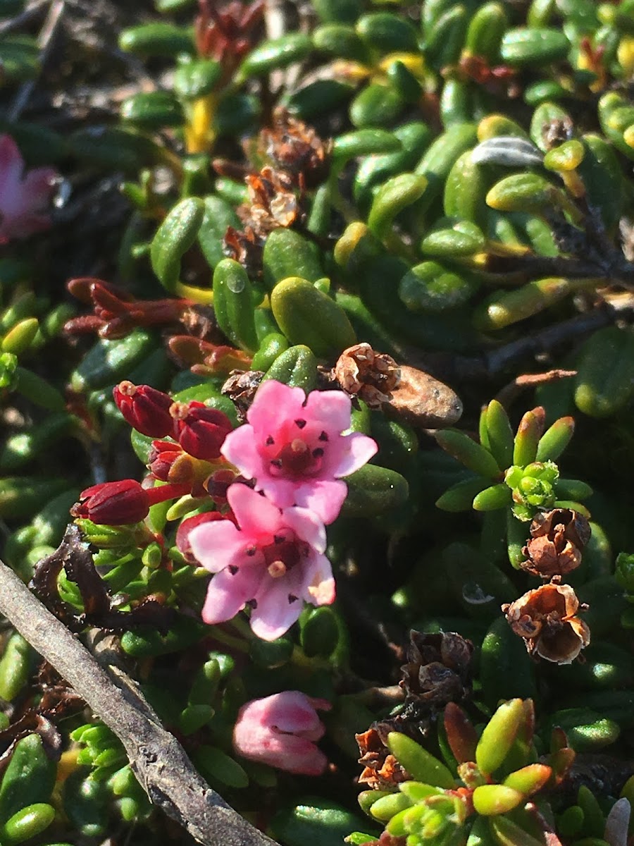 Alpine Azalea