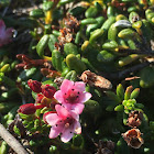 Alpine Azalea