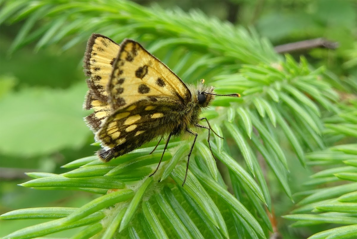 Northern Chequered Skipper