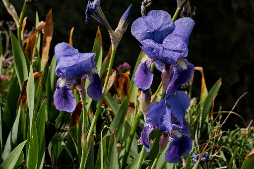 Iris germanica