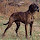 Plott Hound Themes & New Tab