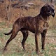 Plott Hound Themes & New Tab