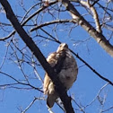 Red-Tailed Hawk