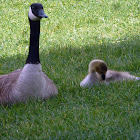 Canada Goose