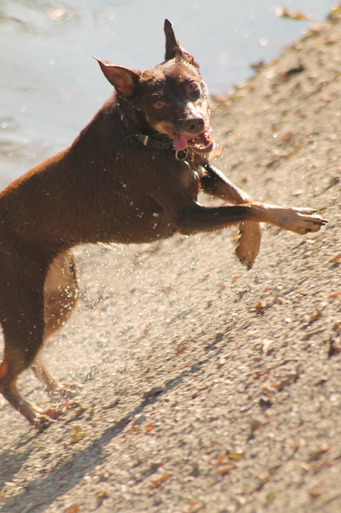 Canis Lupus Familiaris di Laikino