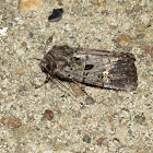 Bristly Cutworm moth