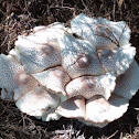 Parasol fungi?