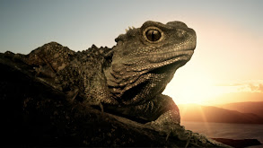 A Living Dinosaur: The Tuatara thumbnail