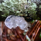 Snow Fungus