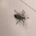 Boxelder Bug