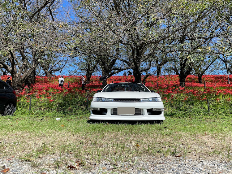 シルビアのシルビア・s14・後期・彼岸花・彼岸花と愛車に関するカスタム事例の投稿画像4枚目