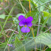 Field pansy