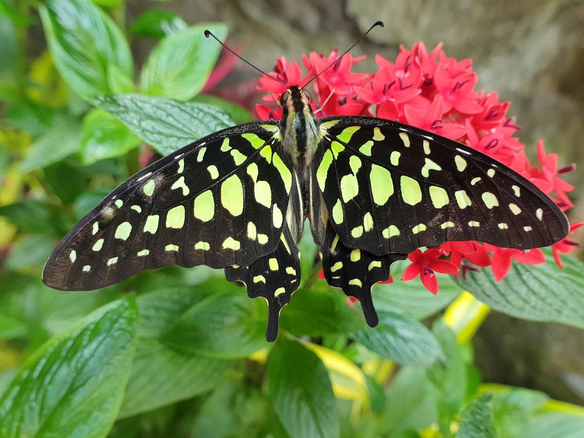 Tailed Jay