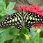 Tailed Jay