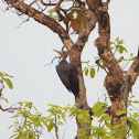 Great Slaty Woodpecker